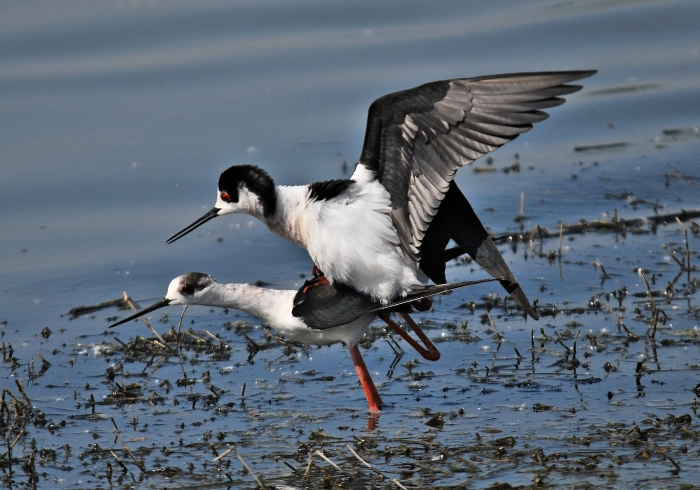 Cavalieri d''Italia ...